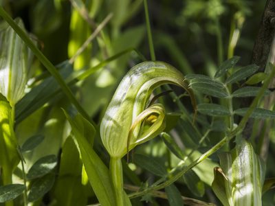 Pterostylis areolata, photographed by Cara-Lisa Schloots