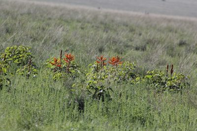 Erythrina leptorhiza, photographed by Juan Cruzado Cortés