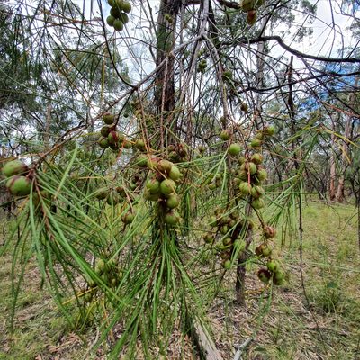 Persoonia linearis, photographed by ronavery