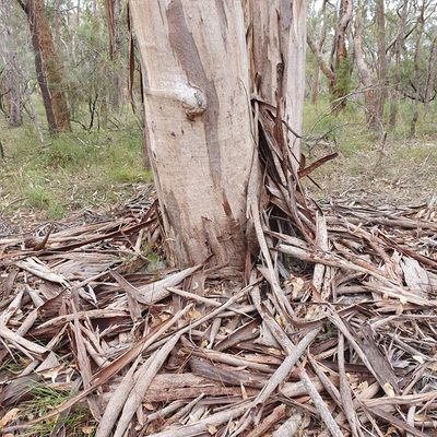 Eucalyptus punctata, photographed by ronavery