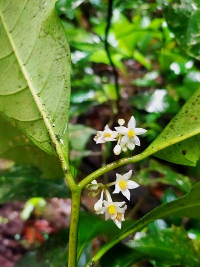Solanum oppositifolium, photographed by Guillaume Delaitre