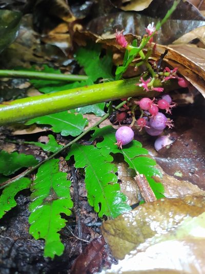 Miconia trichocalyx, photographed by Guillaume Delaitre