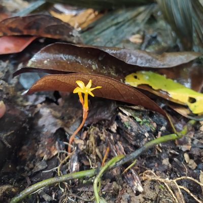 Voyria aurantiaca, photographed by Guillaume Delaitre