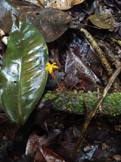 Voyria aurantiaca, photographed by Guillaume Delaitre