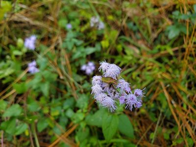 Conoclinium coelestinum, photographed by Will Kuhn