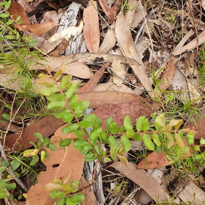 Grevillea mucronulata, photographed by ronavery