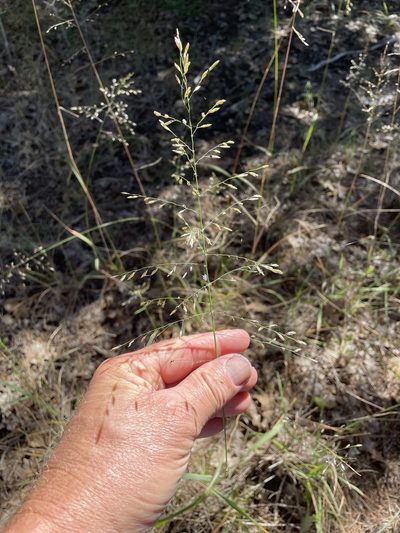 Tridens chapmanii, photographed by lanechaffin