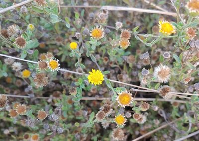 Pulicaria arabica, photographed by Tom and T Herman