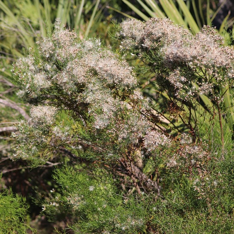Baccharis angustifolia, photographed by Mark Apgar