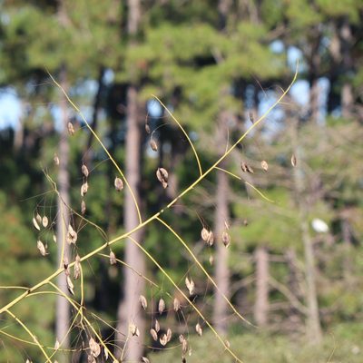 Sesbania vesicaria, photographed by Mark Apgar