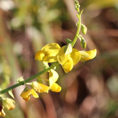 Crotalaria spectabilis, photographed by Mark Apgar