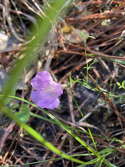 Agalinis strictifolia, photographed by lanechaffin