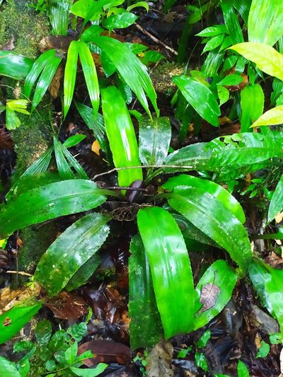 Disteganthus basilateralis, photographed by Guillaume Delaitre