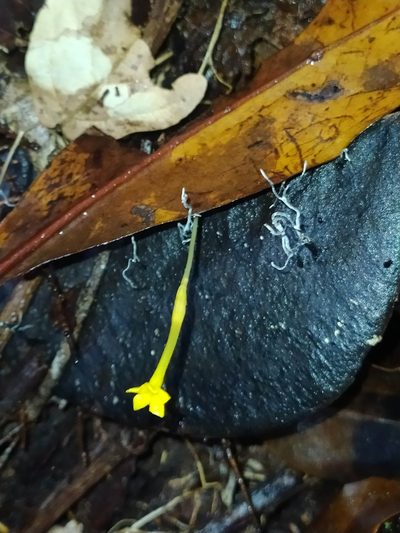 Voyria aphylla, photographed by Guillaume Delaitre