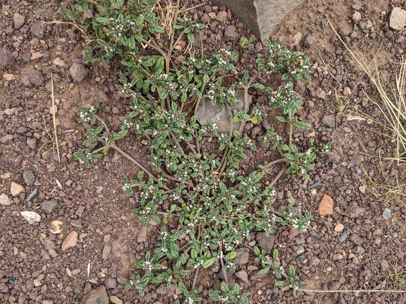 Heliotropium microstachyum, photographed by Zoltán Stekkelpak