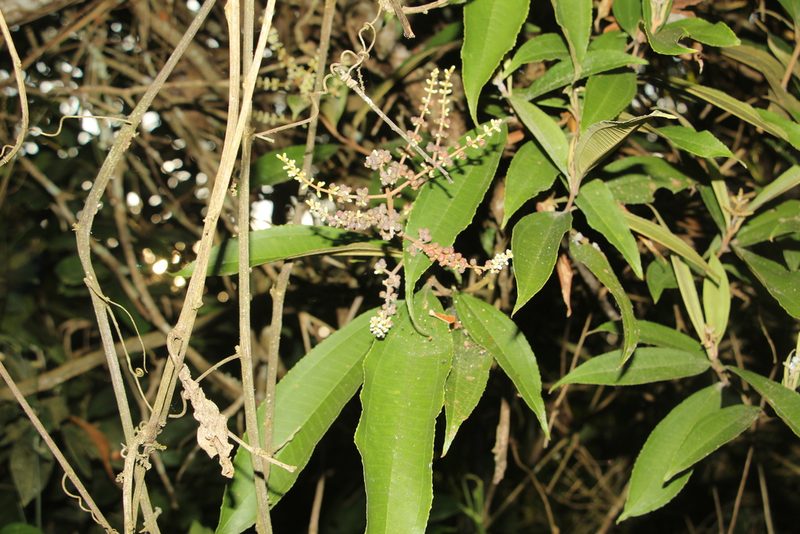 Miconia spicellata, photographed by Andrés Ramírez-Barrera