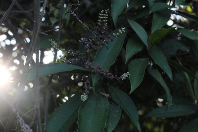 Miconia spicellata, photographed by Andrés Ramírez-Barrera