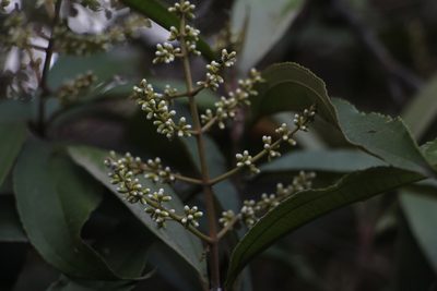 Miconia spicellata, photographed by Andrés Ramírez-Barrera