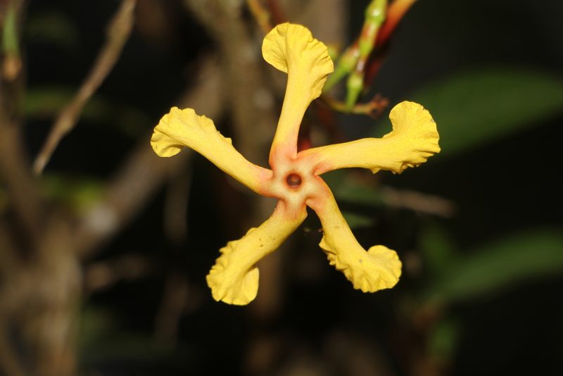 Mandevilla subsagittata, photographed by Andrés Ramírez-Barrera