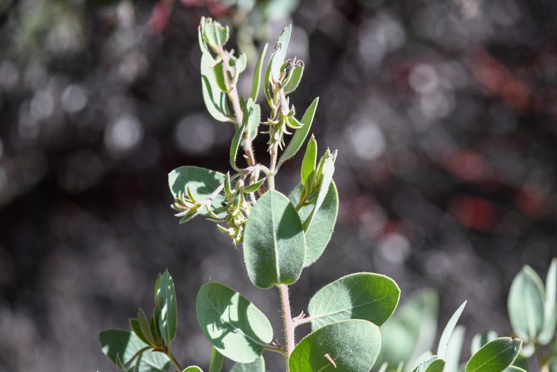 Arctostaphylos hooveri, photographed by Trevor Van Loon