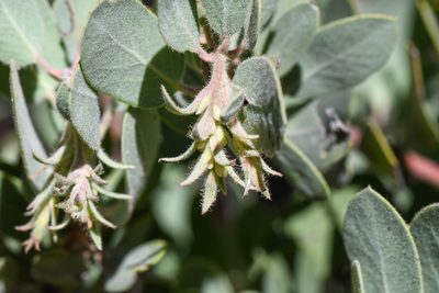 Arctostaphylos hooveri, photographed by Trevor Van Loon