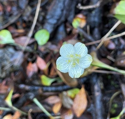 Parnassia palustris, photographed by Roger Raiche