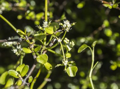 Scandia geniculata, photographed by Cara-Lisa Schloots