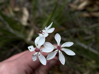 Burchardia umbellata, photographed by Dylan Wishart