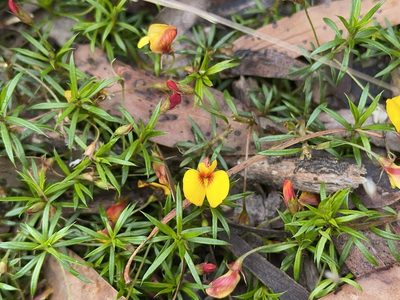 Pultenaea pedunculata, photographed by Dylan Wishart