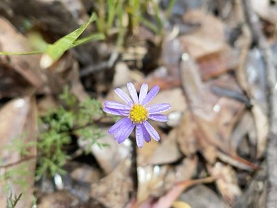 Brachyscome multifida, photographed by Dylan Wishart
