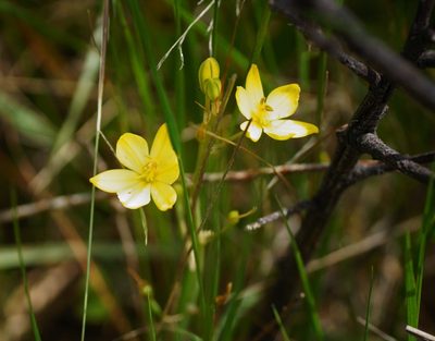 Bulbine bulbosa, photographed by Rod Lowther