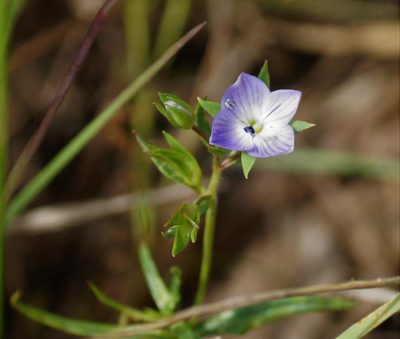 Veronica gracilis, photographed by Rod Lowther