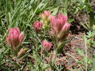 Castilleja lemmonii, photographed by John Brew