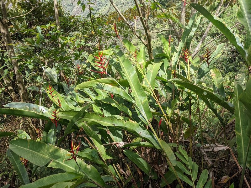 Heliconia subulata, photographed by Zoltán Stekkelpak