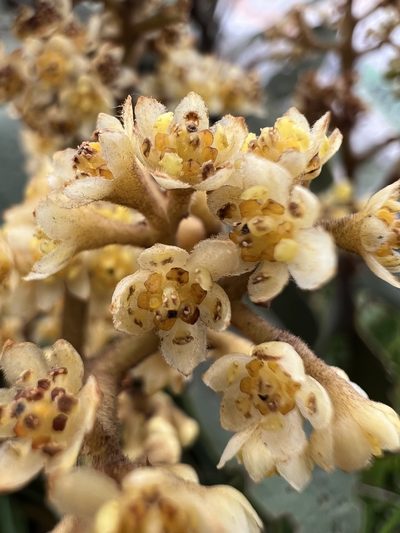 Ocotea pedicellata, photographed by Nicolás Baresch Uribe