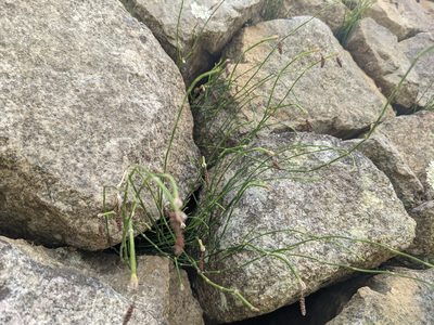 Equisetum bogotense, photographed by Zoltán Stekkelpak