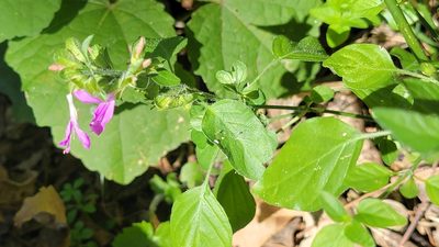 Dicliptera brachiata, photographed by Rebecca Gimenez Husted