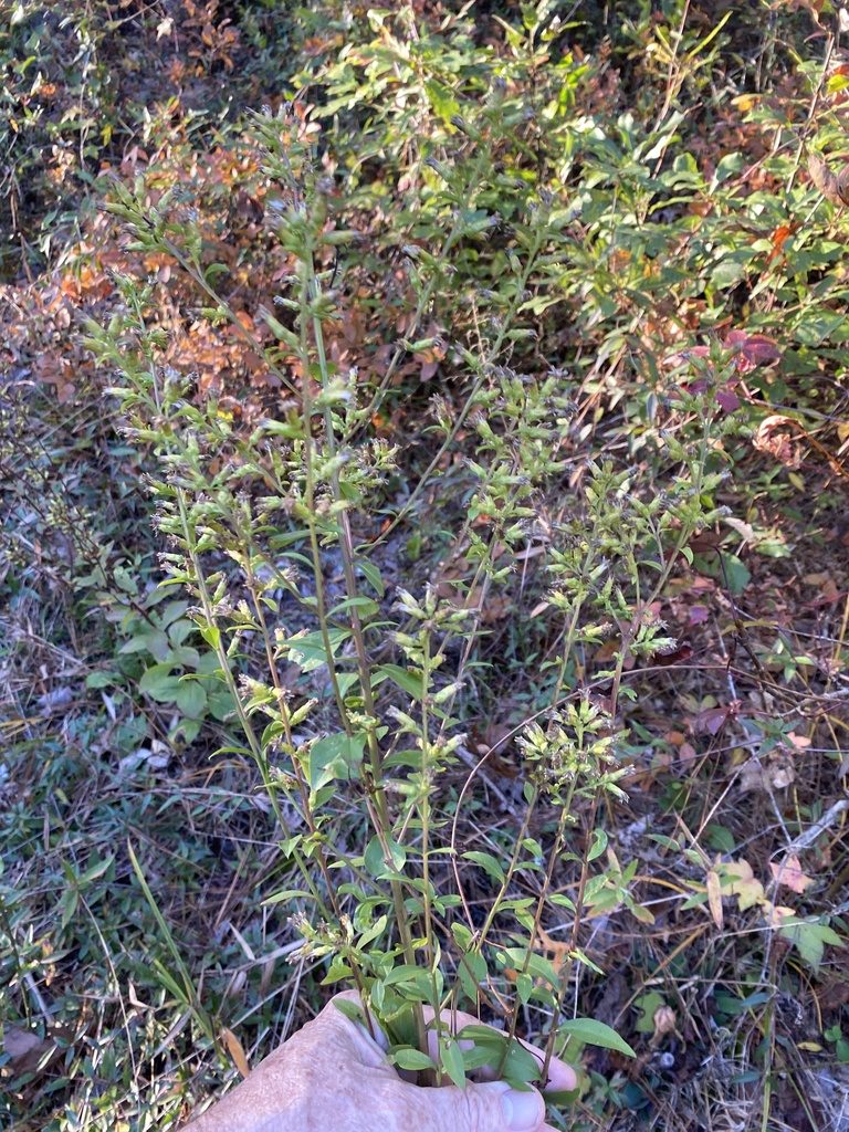 Solidago villosicarpa, photographed by Alan Weakley