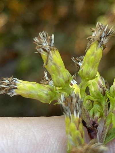 Solidago villosicarpa, photographed by Alan Weakley