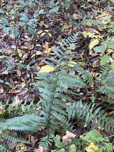 Dryopteris ludoviciana, photographed by Alan Weakley