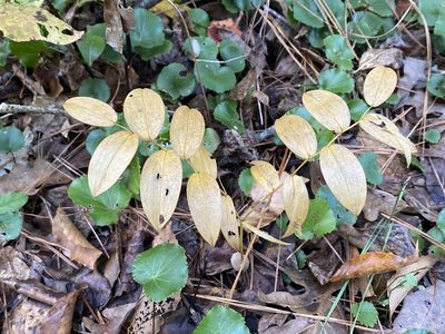 Uvularia puberula, photographed by Alan Weakley