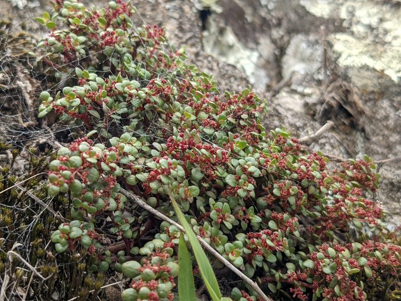 Pilea serpyllacea, photographed by Zoltán Stekkelpak