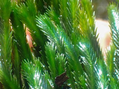 Fissidens grandifrons, photographed by Trevor Van Loon