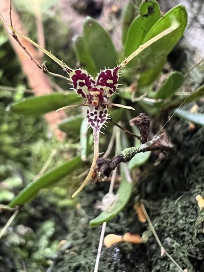 Andreettaea latilabris, photographed by Nicolás Baresch Uribe