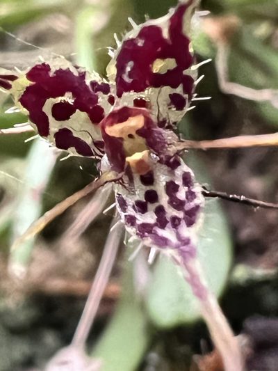 Andreettaea latilabris, photographed by Nicolás Baresch Uribe