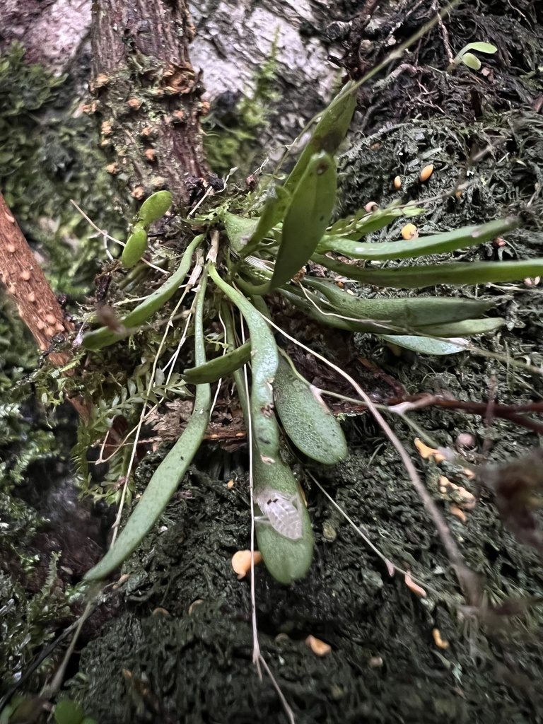 Andreettaea latilabris, photographed by Nicolás Baresch Uribe