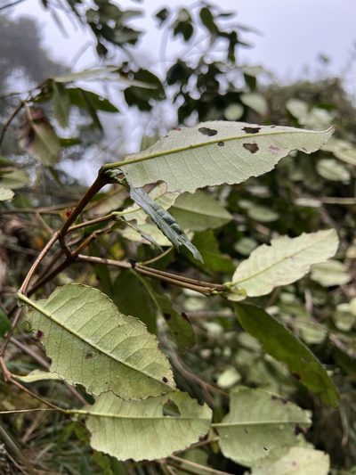 Weinmannia balbisiana, photographed by Nicolás Baresch Uribe
