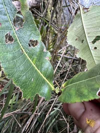 Weinmannia balbisiana, photographed by Nicolás Baresch Uribe