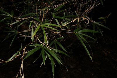 Arundinaria gigantea, photographed by Reid Hardin