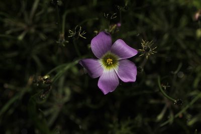 Oxalis decaphylla, photographed by Juan Cruzado Cortés